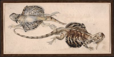 Øgler (farge litho) av Robert Kretschmer