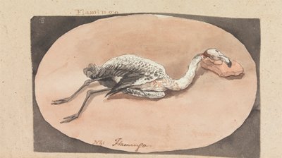 Flamingo av Robert Mabon