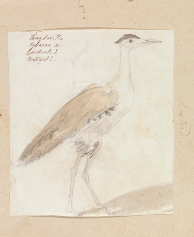 Stor indisk bustard av Robert Mabon