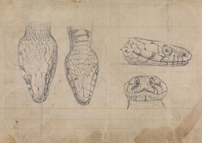 Studie av hodet til en slange av Robert Smirke