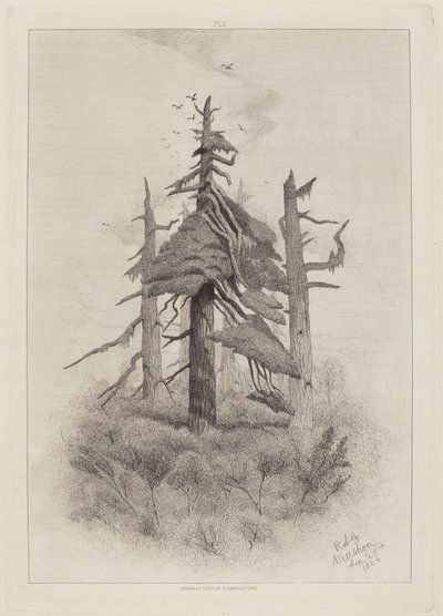 Gamle trær på Naushon Island [plate 2] av Robert Swain Gifford