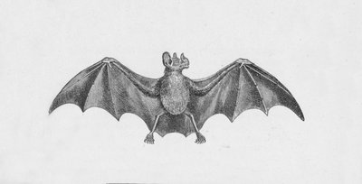 Vampyrflaggermus, c1885, 1890 av Robert Taylor Pritchett