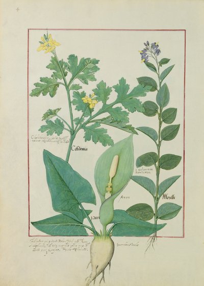 Greater Celandine eller Poppy, Solanum eller Nightshade, og Aron, illustrasjon fra The Book of Simple Medicines av Mattheaus Platearius 113v av Robinet Testard