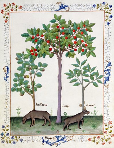 Hasselnøttbusk (til venstre) og kirsebærtre (i midten), illustrasjon fra Book of Simple Medicines av Mattheaus Platearius 162r av Robinet Testard