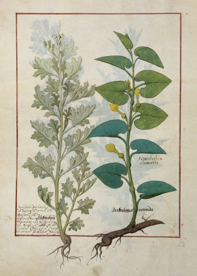 Illustrasjon fra The Book of Simple Medicines av Mattheaus Platearius av Robinet Testard