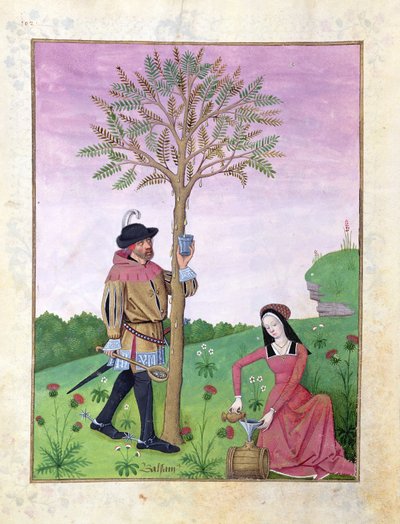 Lavendel, Hellebore og en slektning av Agurk-familien, Illustrasjon fra Book of Simple Medicines av Matthaeus Platearius 131r av Robinet Testard