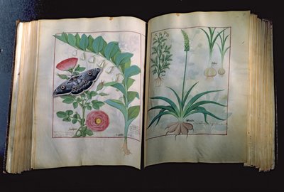Fr. Fr. Fv VI #1 To sider som viser rose og hvitløk, fra The Book of Simple Medicines av Mattheus Platearius (d.c.1161) ca. 1470 av Robinet Testard