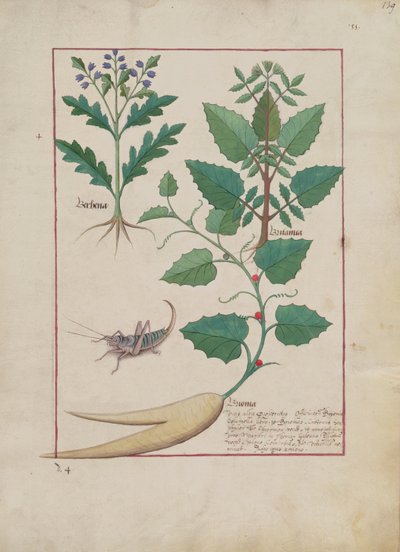 Fr. Fr. Fv VI #1 fol.139r Illustrasjon fra Book of Simple Medicines av Mattheaus Platearius (d.c.1161) c.1470 av Robinet Testard