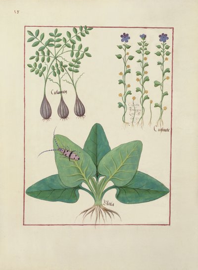Fr. Fr. Fv VI #1 fol. Illustrasjon fra Book of Simple Medicines av Mattheaus Platearius (d.c.1161) ca. 1470 av Robinet Testard