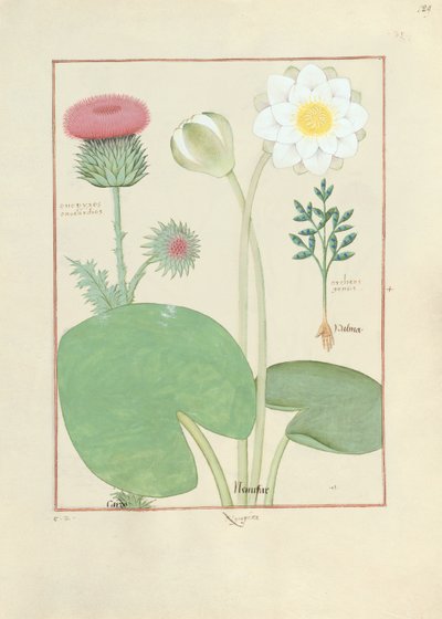 Plumed tistel, vannlilje og ricinusbønneplante, illustrasjon fra The Book of Simple Medicines, av Matthaeus Platearius av Robinet Testard
