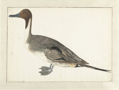 Drake Pintail av Rochus van Veen