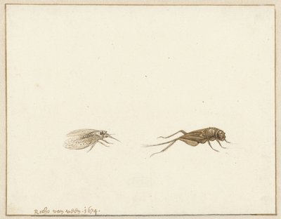 To insekter av Rochus van Veen
