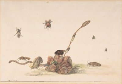 Ulike insekter av en sopp, 1681. av Rochus van Veen