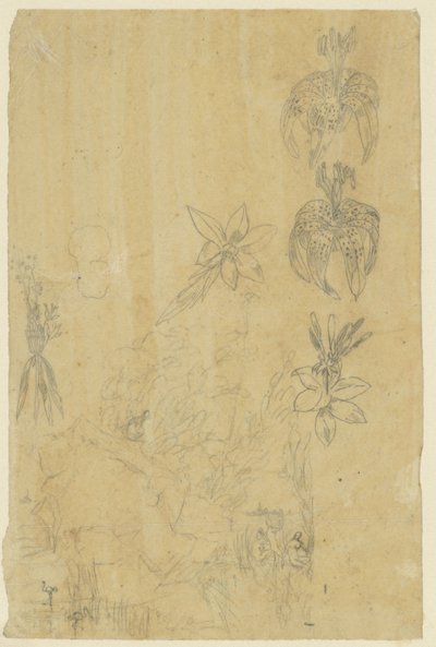 Blomsterstudier og badende kvinner av Rodolphe Bresdin