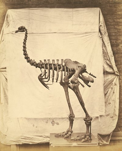 Dinornis Elephantopus Dinosaur av Roger Fenton
