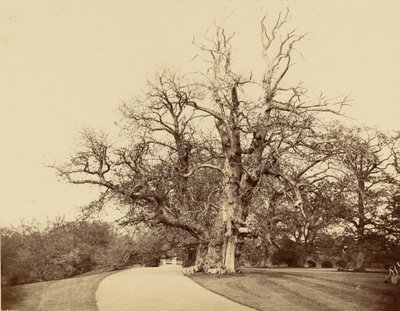 [Studie av et tre og en innkjørsel] av Roger Fenton