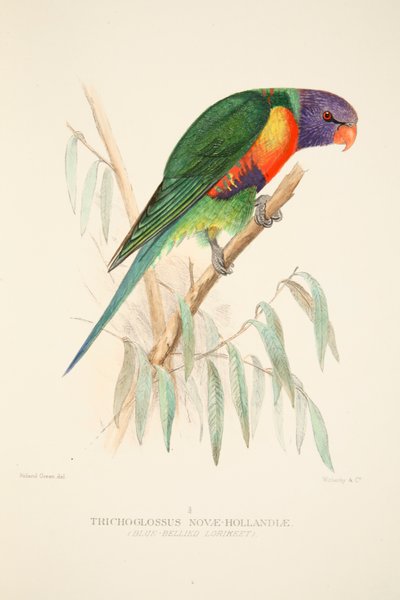 Blue Bellied Lorikeet, pub. 1916 håndfarget gravering. av Roland Green