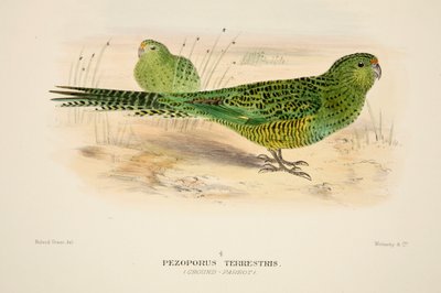 Ground Parrot, pub. 1916 håndfarget gravering. av Roland Green