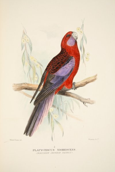 Northern Crimson Parrot, pub. 1916 håndfarget gravering. av Roland Green