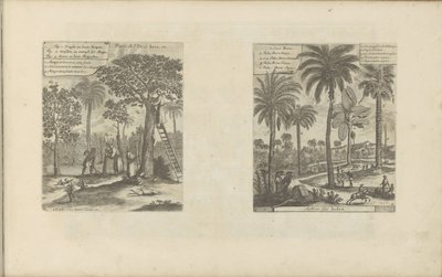Landschappen met mangobomen, kokos- en palmbomen Frukter av øya Java, etc / Trees of India (tittel på objekt) Øst- og Vestindia og andre steder (serietittel) av Romeyn de Hooghe