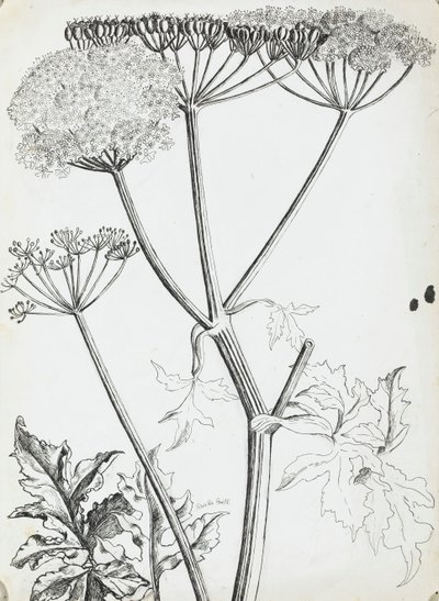 Kupersille av Rosalie Brill