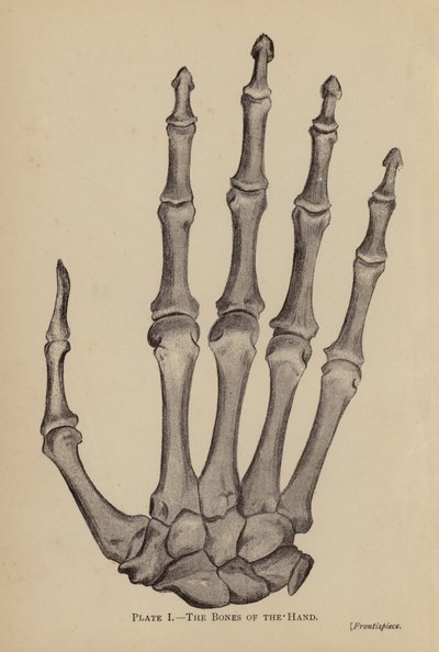 Håndens bein (litho) av Rosamund Brunel Horsley Gotch