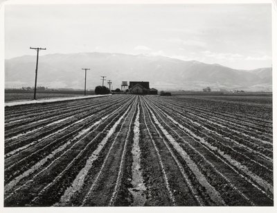 Young Lettuce, Salinas, California av Russell Lee