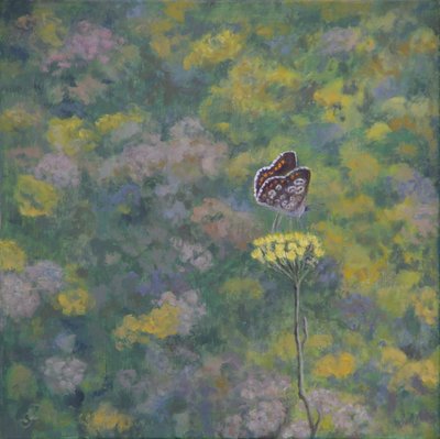 Brown Argus (etter bilde av Sara Crow) av Ruth Addinall