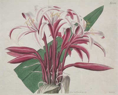 Det botaniske magasinet eller blomsterhagen vist: Staselig Crinum av S. Curtis
