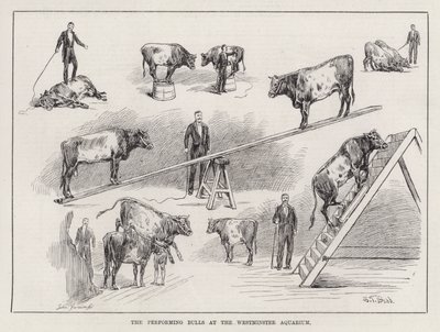 The Performing Bulls at the Westminster Aquarium (gravering) av S. T. Dadd