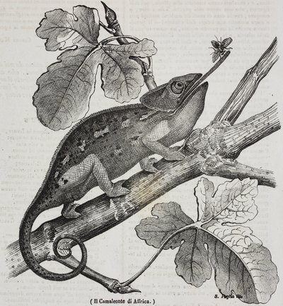 Afrikansk kameleon, litografi av Salvatore Puglia fra Poliorama Pittoresco, n 30, 4. mars av Salvatore Puglia