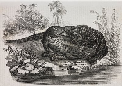 Kaiman og jaguar, litografi av Salvatore Puglia fra Poliorama Pittoresco, n 16, 25. november av Salvatore Puglia