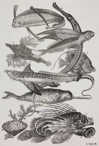 Havskapninger: 1 Dattiloftera, 2 Syngnathus, 3 Pegasus, 4 Trachypterus, 5 Chaetodon, 6 kaninfisk, 7 enhjørninger (narhval), 8 flygende pteroider, 9 Attinia av Salvatore Puglia