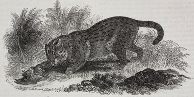 Sumatran katt, litografi av Salvatore Puglia fra Poliorama Pittoresco, n 47, 1. juli av Salvatore Puglia
