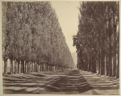 A Road Lined with Poplars, Kashmir   1352360   no       norwegian Successfully Translated  Original: At Close Quarters with the Buffalo, illustration from The Romance of Canada (colour litho) Translat: At Close Quarters with the Buffalo, illustration from  av Samuel Bourne