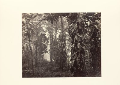  av Samuel Bourne