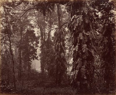  av Samuel Bourne
