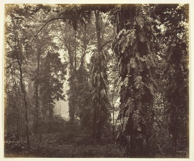 Darjeeling, India, ca. 1865. av Samuel Bourne