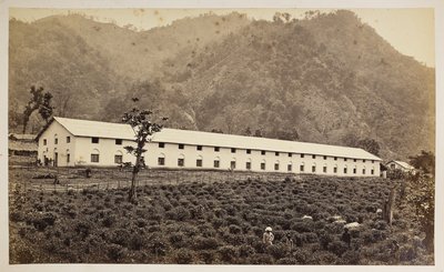 Selim Tea Estate, Darjeeling, den nye fabrikken, lavere divisjon,  fra 