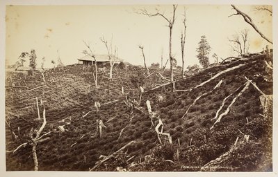 Selim Tea Estate, Darjeeling,  fra 