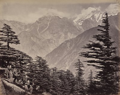 Øvre Himalaya. Utsikt nær China Mountains. Himalayasedre i forgrunnen av Samuel Bourne
