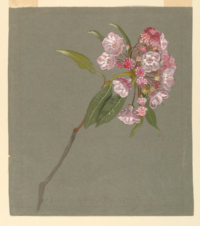 En gren av fjelllaurbær med blader og blomster av Samuel Colman