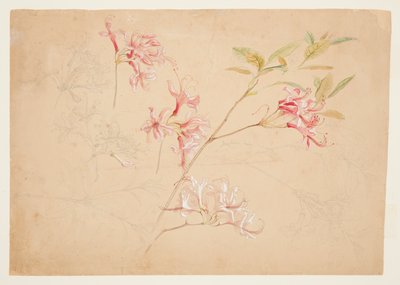 Asalea av Samuel Colman