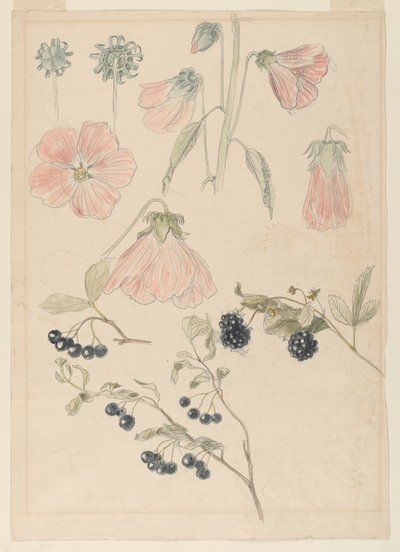 Botaniske detaljstudier: Stokroser, blåbær og bjørnebær av Samuel Colman