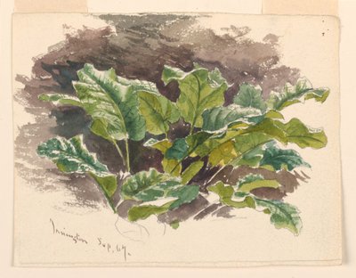 Botanisk studie av Samuel Colman