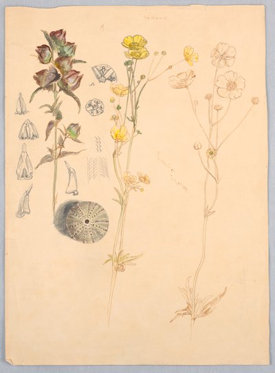 Smørblomster, Mt. Desert av Samuel Colman