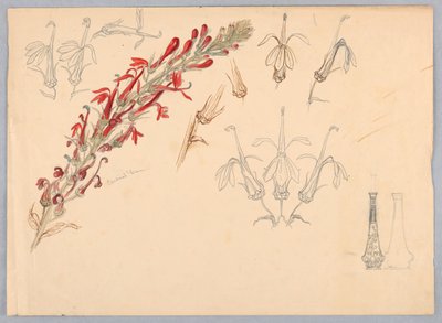Kardinalblomst av Samuel Colman