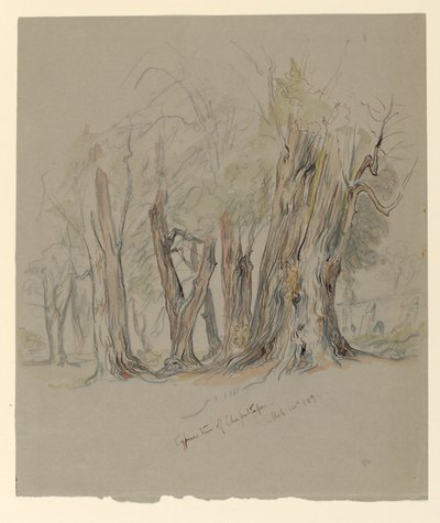 Cypress Trees of Chapultepec, Mexico av Samuel Colman