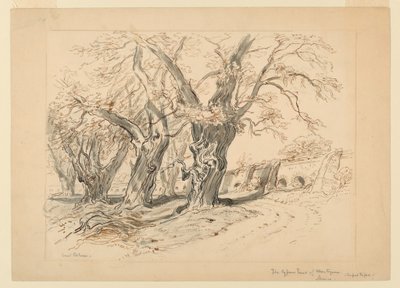 Tegning, studie for Cypress Trees of Montezuma, Park of Chapultepec, Mexico av Samuel Colman