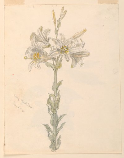 Lily, Stockbridge av Samuel Colman
